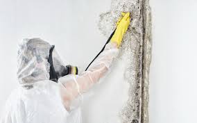 Best Mold Removal for HVAC Installations in Hendersonville, TN